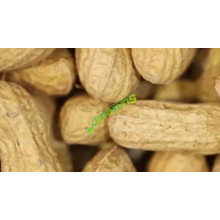 suntoday big size peanut seed for sale